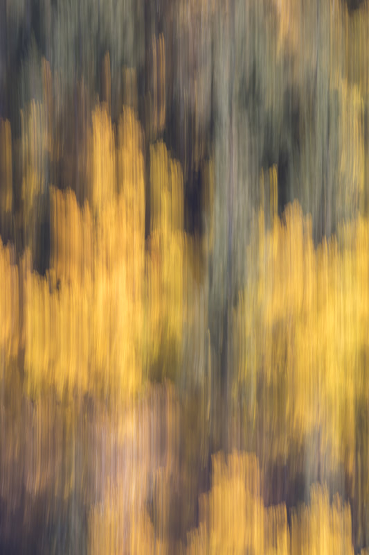 Birch trees with fall colors – Abstract Image