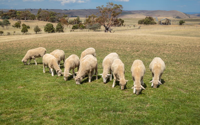 Sheep grazing in a pasture – New Zealand 